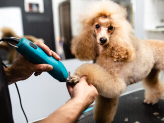 Poodle-getting-its-nails-trimmer-at-the-grooming-salon.jpg
