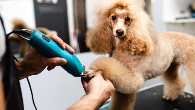 Poodle-getting-its-nails-trimmer-at-the-grooming-salon.jpg